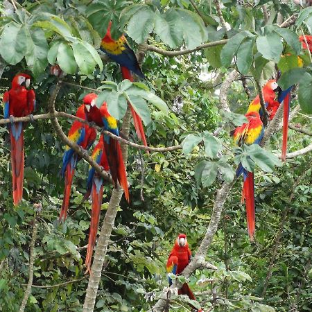 Casa Guacamaya Hotel ปาเลงเก ภายนอก รูปภาพ